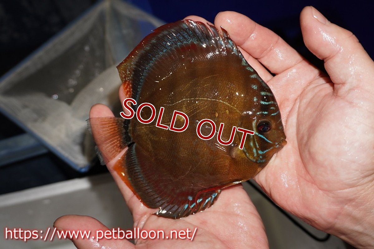 画像4: 【ウィンターセール クーポンご利用で更に10％OFF対象商品】【ディスカス】【通販】【超希少種　国産ブリード】ジャパニーズタンジェリンドリーム　アッパーテフェロイヤルグリーン(wild ♂)×ラーゴパラコニブラッドレッドF2(breed ♀)【個体販売】13cm（生体）（籠谷氏ブリード個体） (4)