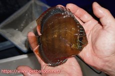 画像4: 【ウィンターセール クーポンご利用で更に10％OFF対象商品】【ディスカス】【通販】【超希少種　国産ブリード】ジャパニーズタンジェリンドリーム　アッパーテフェロイヤルグリーン(wild ♂)×ラーゴパラコニブラッドレッドF2(breed ♀)【個体販売】13cm（生体）（籠谷氏ブリード個体） (4)