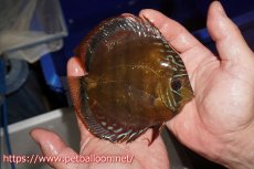 画像4: 【ウィンターセール クーポンご利用で更に10％OFF対象商品】【ディスカス】【通販】【超希少種　国産ブリード】ジャパニーズタンジェリンドリーム　アッパーテフェロイヤルグリーン(wild ♂)×ラーゴパラコニブラッドレッドF2(breed ♀)【個体販売】13cm（生体）（籠谷氏ブリード個体） (4)