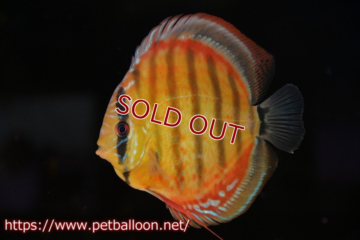 画像1: 【ディスカス】【通販】【超希少種　国産ブリード】ジャパニーズタンジェリンドリーム　アッパーテフェロイヤルグリーン(wild ♂)×ラーゴパラコニブラッドレッドF2(breed ♀)【個体販売】13cm（生体）（籠谷氏ブリード個体） (1)