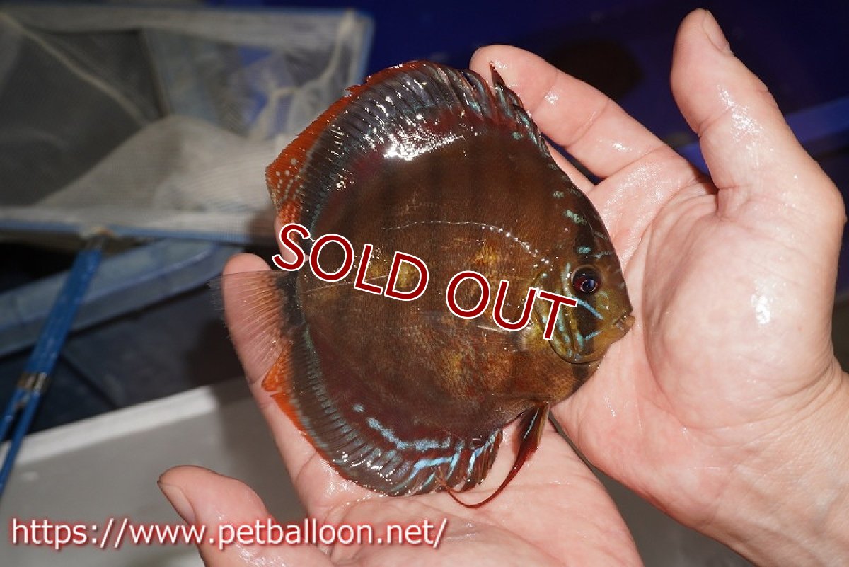 画像3: 【ディスカス】【通販】【超希少種　国産ブリード】ジャパニーズタンジェリンドリーム　アッパーテフェロイヤルグリーン(wild ♂)×ラーゴパラコニブラッドレッドF2(breed ♀)【個体販売】13cm（生体）（籠谷氏ブリード個体） (3)