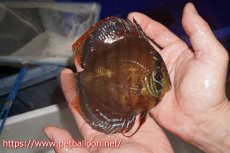 画像3: 【ディスカス】【通販】【超希少種 国産ブリード】ジャパニーズタンジェリンドリーム アッパーテフェロイヤルグリーン(wild ♂)×ラーゴパラコニブラッドレッドF2(breed ♀)【個体販売】13cm(生体)(籠谷氏ブリード個体) (3)