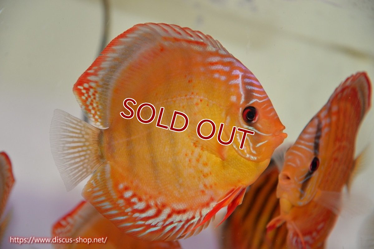 画像1: 【ディスカス】【通販】【超希少種　国産ブリード】ジャパニーズタンジェリンドリーム　アッパーテフェロイヤルグリーン(wild ♂)×ラーゴパラコニブラッドレッドF2(breed ♀)【個体販売】13cm（生体）（籠谷氏ブリード個体） (1)