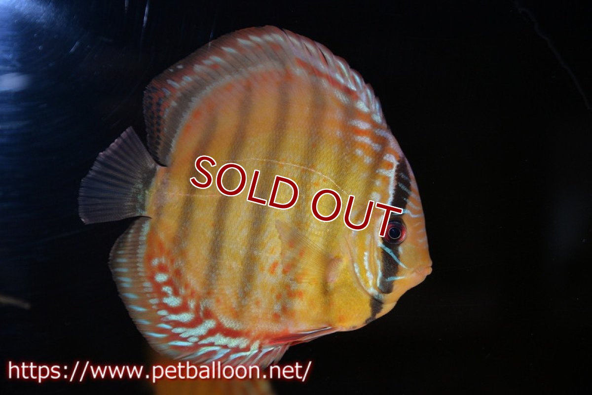 画像2: 【ディスカス】【通販】【超希少種　国産ブリード】ジャパニーズタンジェリンドリーム　アッパーテフェロイヤルグリーン(wild ♂)×ラーゴパラコニブラッドレッドF2(breed ♀)【個体販売】13cm（生体）（籠谷氏ブリード個体） (2)