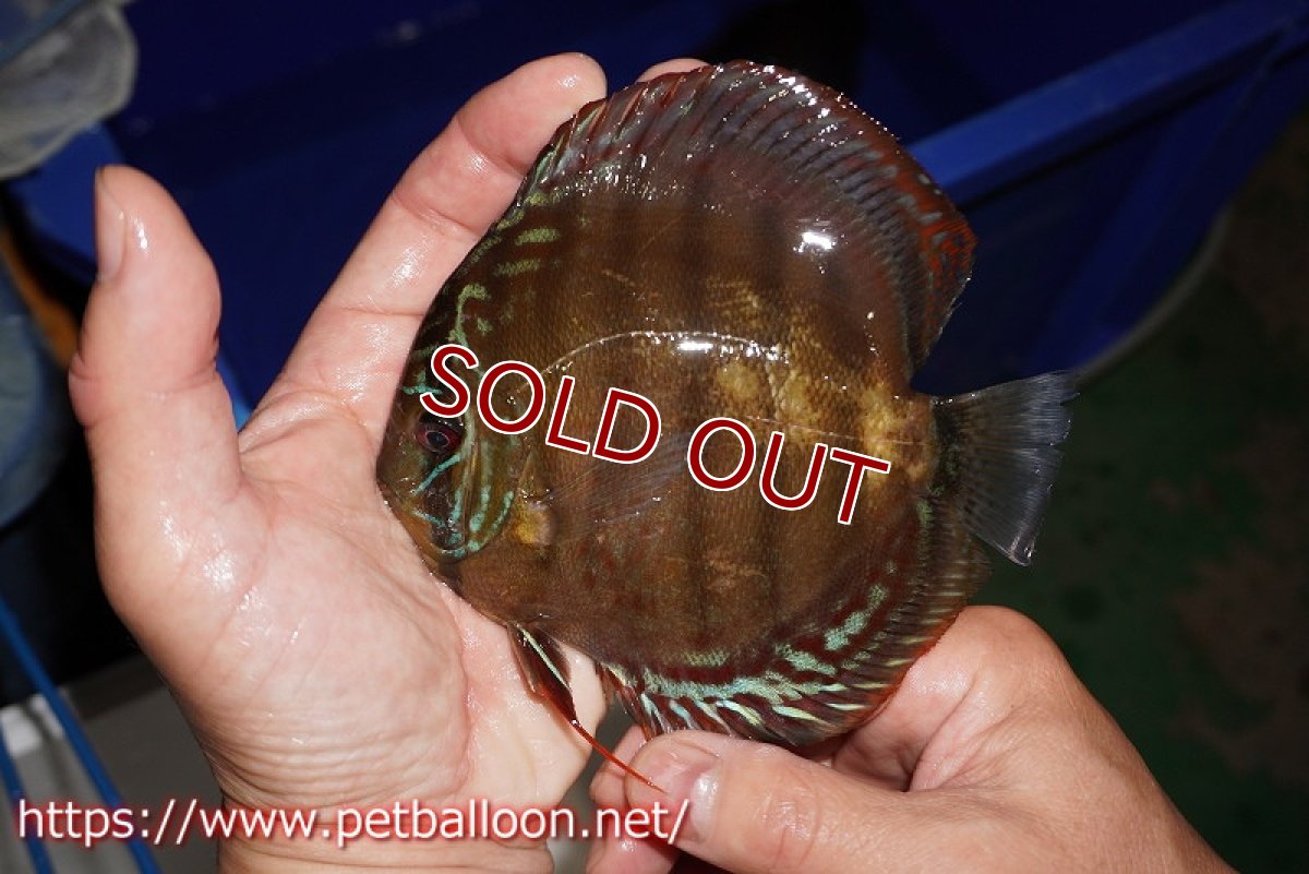 画像3: 【ディスカス】【通販】【超希少種　国産ブリード】ジャパニーズタンジェリンドリーム　アッパーテフェロイヤルグリーン(wild ♂)×ラーゴパラコニブラッドレッドF2(breed ♀)【個体販売】13cm（生体）（籠谷氏ブリード個体） (3)