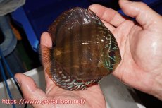 画像3: 【ディスカス】【通販】【超希少種　国産ブリード】ジャパニーズタンジェリンドリーム　アッパーテフェロイヤルグリーン(wild ♂)×ラーゴパラコニブラッドレッドF2(breed ♀)【個体販売】13cm（生体）（籠谷氏ブリード個体） (3)