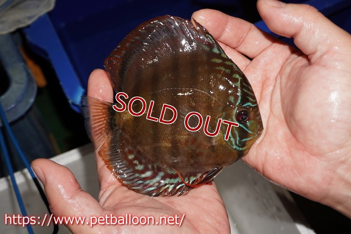 画像4: 【ディスカス】【通販】【超希少種　国産ブリード】ジャパニーズタンジェリンドリーム　アッパーテフェロイヤルグリーン(wild ♂)×ラーゴパラコニブラッドレッドF2(breed ♀)【個体販売】13cm（生体）（籠谷氏ブリード個体） (4)