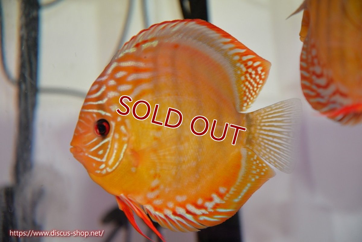 画像1: 【ディスカス】【通販】【超希少種　国産ブリード】ジャパニーズタンジェリンドリーム　アッパーテフェロイヤルグリーン(wild ♂)×ラーゴパラコニブラッドレッドF2(breed ♀)【個体販売】13cm（生体）（籠谷氏ブリード個体） (1)