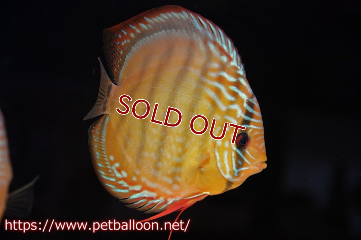 画像2: 【ディスカス】【通販】【超希少種　国産ブリード】ジャパニーズタンジェリンドリーム　アッパーテフェロイヤルグリーン(wild ♂)×ラーゴパラコニブラッドレッドF2(breed ♀)【個体販売】13cm（生体）（籠谷氏ブリード個体） (2)