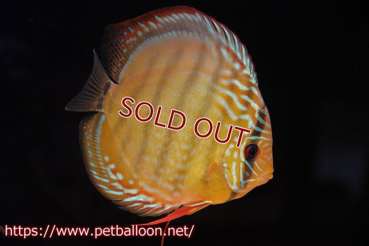 画像3: 【ディスカス】【通販】【超希少種　国産ブリード】ジャパニーズタンジェリンドリーム　アッパーテフェロイヤルグリーン(wild ♂)×ラーゴパラコニブラッドレッドF2(breed ♀)【個体販売】13cm（生体）（籠谷氏ブリード個体） (3)