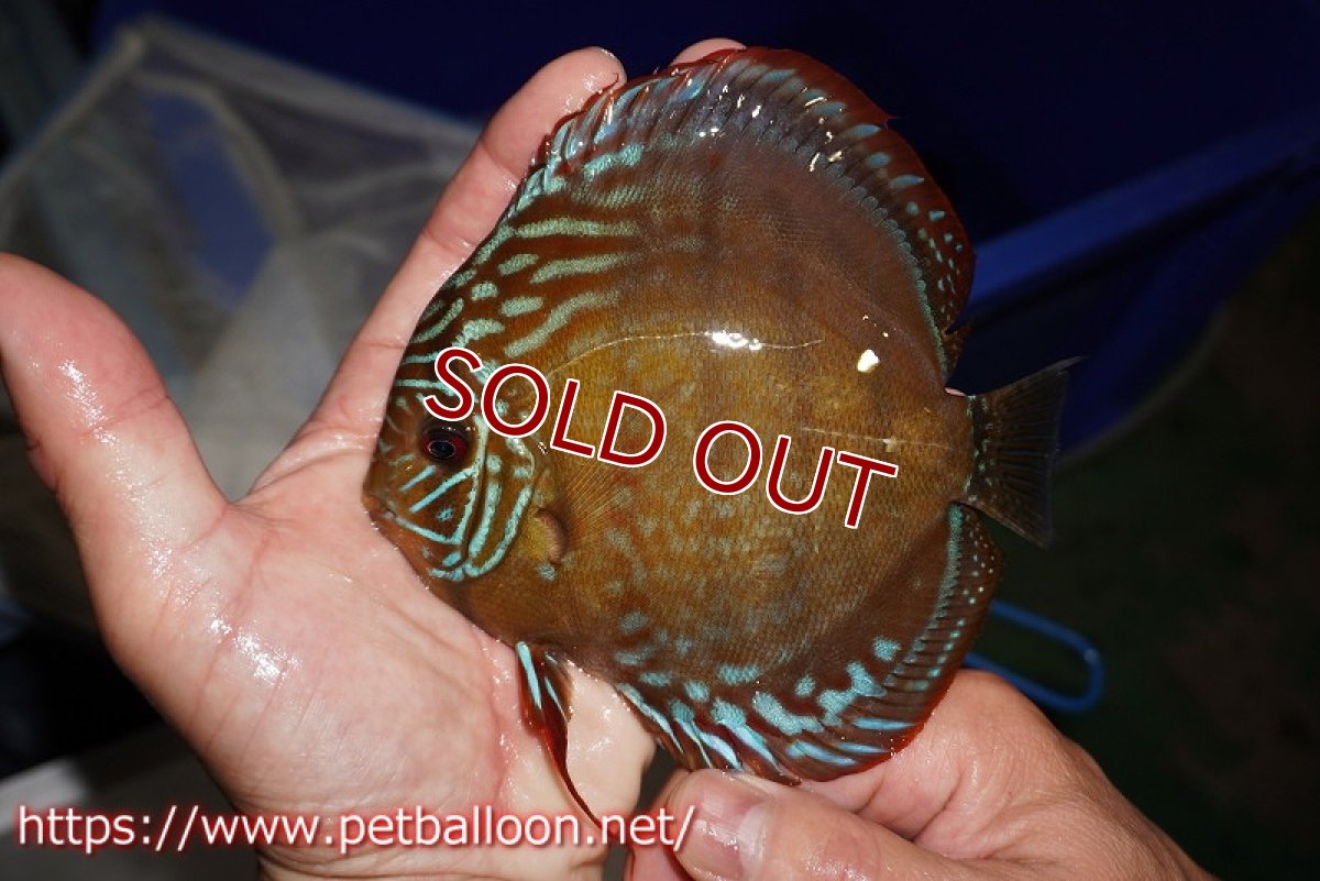 画像4: 【ディスカス】【通販】【超希少種　国産ブリード】ジャパニーズタンジェリンドリーム　アッパーテフェロイヤルグリーン(wild ♂)×ラーゴパラコニブラッドレッドF2(breed ♀)【個体販売】13cm（生体）（籠谷氏ブリード個体） (4)