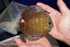 画像5: 【ウィンターセール クーポンご利用で更に10％OFF対象商品】【ディスカス】【通販】【超希少種　国産ブリード】ジャパニーズタンジェリンドリーム　アッパーテフェロイヤルグリーン(wild ♂)×ラーゴパラコニブラッドレッドF2(breed ♀)【個体販売】13cm（生体）（籠谷氏ブリード個体） (5)