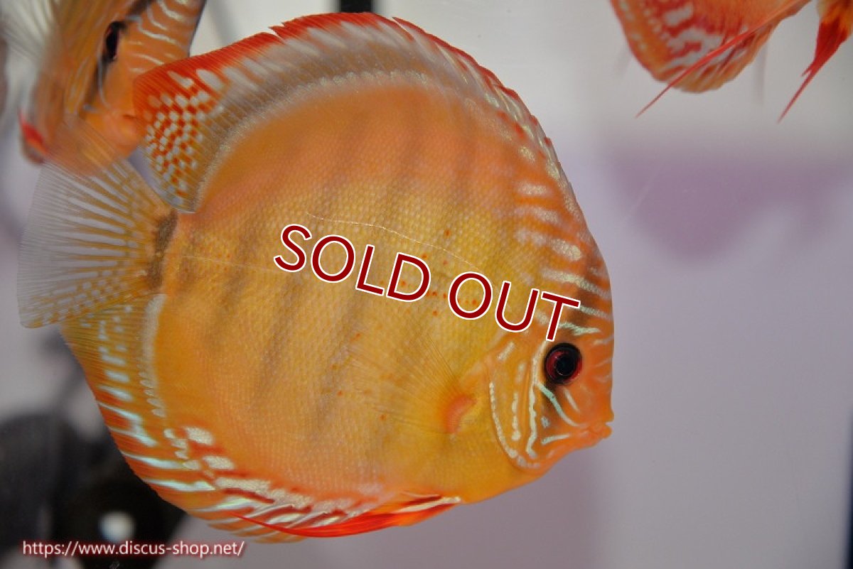 画像1: 【決算セール クーポンご利用で更に10％OFF対象商品】【ディスカス】【通販】【超希少種　国産ブリード】ジャパニーズタンジェリンドリーム　アッパーテフェロイヤルグリーン(wild ♂)×ラーゴパラコニブラッドレッドF2(breed ♀)【個体販売】13cm（生体）（籠谷氏ブリード個体） (1)