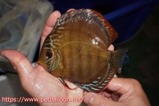 画像3: 【ディスカス】【通販】【超希少種 国産ブリード】ジャパニーズタンジェリンドリーム アッパーテフェロイヤルグリーン(wild ♂)×ラーゴパラコニブラッドレッドF2(breed ♀)【個体販売】13cm(生体)(籠谷氏ブリード個体) (3)