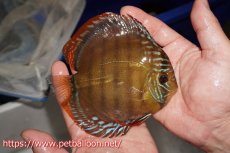 画像5: 【ウィンターセール クーポンご利用で更に10％OFF対象商品】【ディスカス】【通販】【超希少種　国産ブリード】ジャパニーズタンジェリンドリーム　アッパーテフェロイヤルグリーン(wild ♂)×ラーゴパラコニブラッドレッドF2(breed ♀)【個体販売】13cm（生体）（籠谷氏ブリード個体） (5)