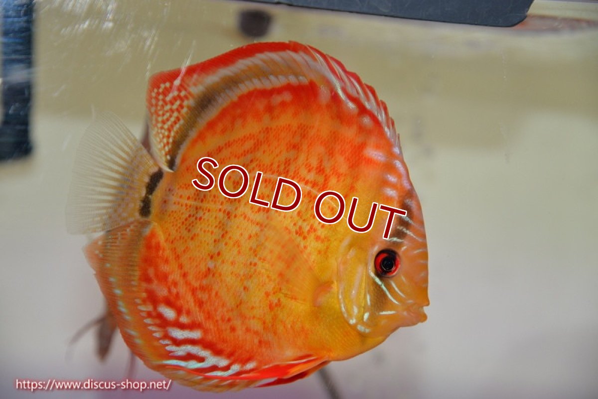 画像1: 【ウィンターセール クーポンご利用で更に10％OFF対象商品】【ディスカス】【通販】【超希少種　国産ブリード】ジャパニーズタンジェリンドリーム　アッパーテフェロイヤルグリーン(wild ♂)×ラーゴパラコニブラッドレッドF2(breed ♀)【個体販売】13cm（生体）（籠谷氏ブリード個体） (1)