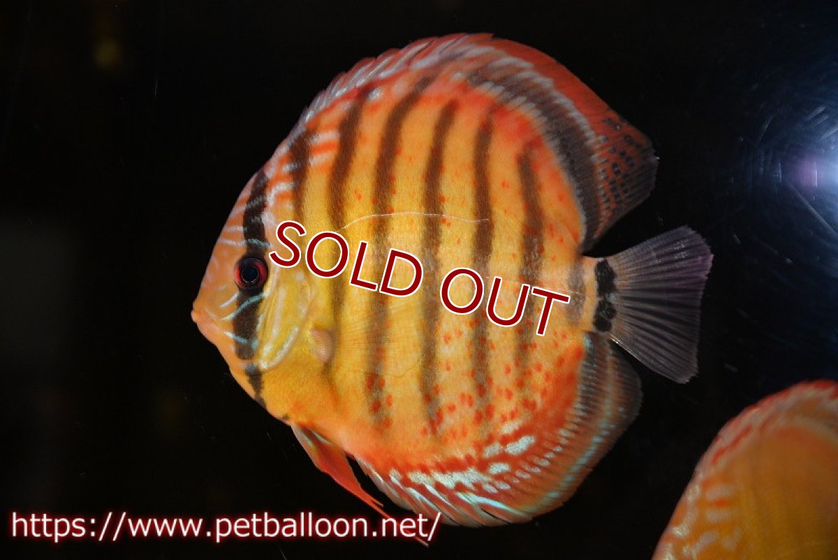 画像2: 【ウィンターセール クーポンご利用で更に10％OFF対象商品】【ディスカス】【通販】【超希少種　国産ブリード】ジャパニーズタンジェリンドリーム　アッパーテフェロイヤルグリーン(wild ♂)×ラーゴパラコニブラッドレッドF2(breed ♀)【個体販売】13cm（生体）（籠谷氏ブリード個体） (2)