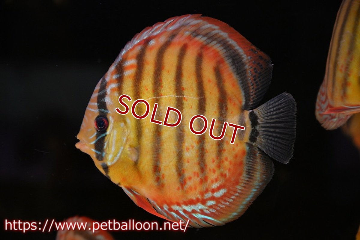 画像3: 【ウィンターセール クーポンご利用で更に10％OFF対象商品】【ディスカス】【通販】【超希少種　国産ブリード】ジャパニーズタンジェリンドリーム　アッパーテフェロイヤルグリーン(wild ♂)×ラーゴパラコニブラッドレッドF2(breed ♀)【個体販売】13cm（生体）（籠谷氏ブリード個体） (3)