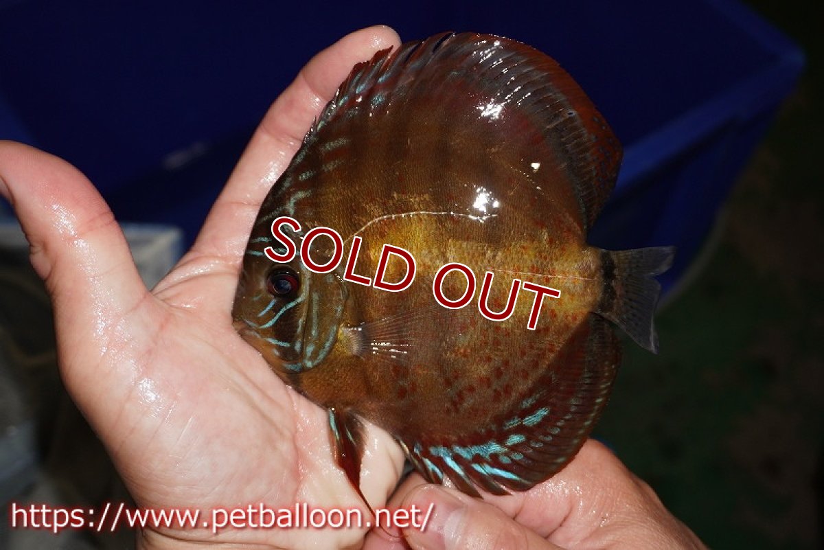 画像4: 【ウィンターセール クーポンご利用で更に10％OFF対象商品】【ディスカス】【通販】【超希少種　国産ブリード】ジャパニーズタンジェリンドリーム　アッパーテフェロイヤルグリーン(wild ♂)×ラーゴパラコニブラッドレッドF2(breed ♀)【個体販売】13cm（生体）（籠谷氏ブリード個体） (4)