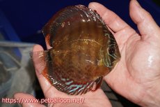 画像4: 【ディスカス】【通販】【超希少種 国産ブリード】ジャパニーズタンジェリンドリーム アッパーテフェロイヤルグリーン(wild ♂)×ラーゴパラコニブラッドレッドF2(breed ♀)【個体販売】13cm(生体)(籠谷氏ブリード個体) (4)