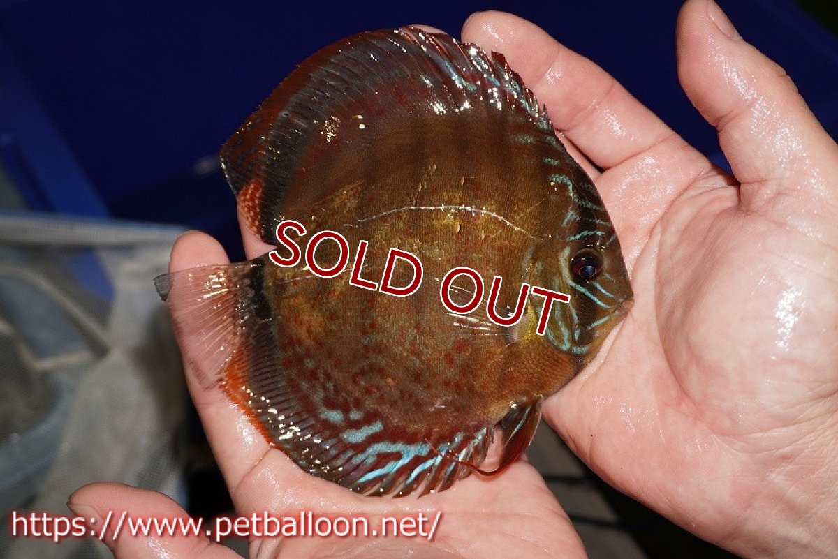 画像5: 【ウィンターセール クーポンご利用で更に10％OFF対象商品】【ディスカス】【通販】【超希少種　国産ブリード】ジャパニーズタンジェリンドリーム　アッパーテフェロイヤルグリーン(wild ♂)×ラーゴパラコニブラッドレッドF2(breed ♀)【個体販売】13cm（生体）（籠谷氏ブリード個体） (5)