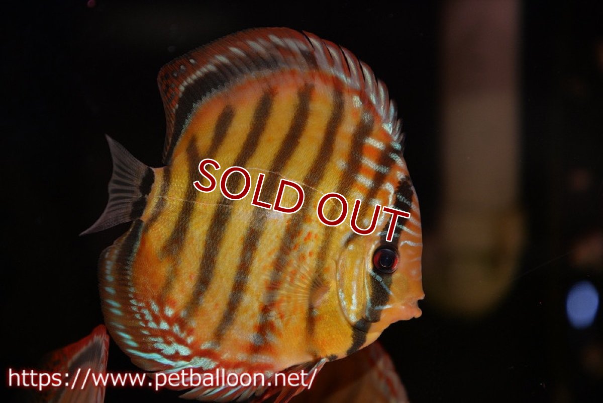 画像1: 【ディスカス】【通販】【超希少種 国産ブリード】ジャパニーズタンジェリンドリーム アッパーテフェロイヤルグリーン(wild ♂)×ラーゴパラコニブラッドレッドF2(breed ♀)【個体販売】13cm(生体)(籠谷氏ブリード個体) (1)