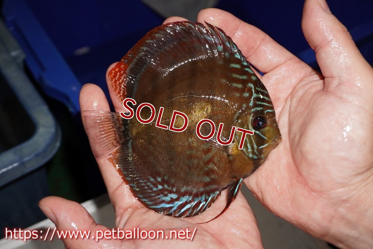 画像3: 【ディスカス】【通販】【超希少種 国産ブリード】ジャパニーズタンジェリンドリーム アッパーテフェロイヤルグリーン(wild ♂)×ラーゴパラコニブラッドレッドF2(breed ♀)【個体販売】13cm(生体)(籠谷氏ブリード個体) (3)