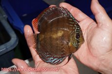 画像3: 【ディスカス】【通販】【超希少種 国産ブリード】ジャパニーズタンジェリンドリーム アッパーテフェロイヤルグリーン(wild ♂)×ラーゴパラコニブラッドレッドF2(breed ♀)【個体販売】13cm(生体)(籠谷氏ブリード個体) (3)