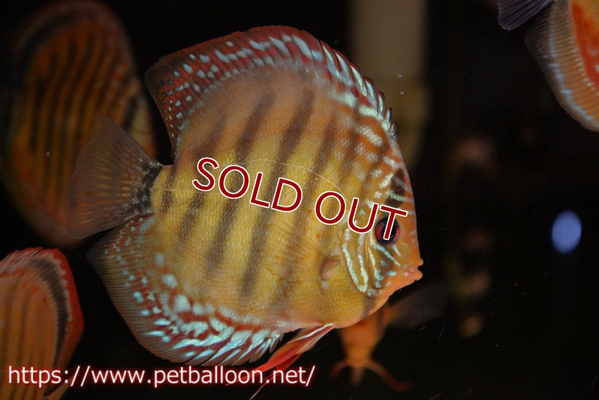 画像1: 【ディスカス】【通販】【超希少種 国産ブリード】ジャパニーズタンジェリンドリーム アッパーテフェロイヤルグリーン(wild ♂)×ラーゴパラコニブラッドレッドF2(breed ♀)【個体販売】12cm (生体)(籠谷氏ブリード個体) (1)