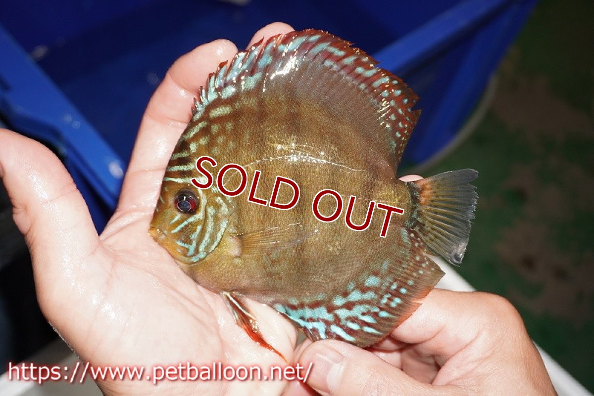 画像2: 【ディスカス】【通販】【超希少種 国産ブリード】ジャパニーズタンジェリンドリーム アッパーテフェロイヤルグリーン(wild ♂)×ラーゴパラコニブラッドレッドF2(breed ♀)【個体販売】12cm (生体)(籠谷氏ブリード個体) (2)