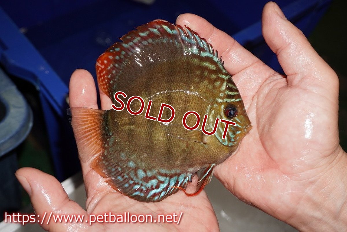 画像3: 【ディスカス】【通販】【超希少種 国産ブリード】ジャパニーズタンジェリンドリーム アッパーテフェロイヤルグリーン(wild ♂)×ラーゴパラコニブラッドレッドF2(breed ♀)【個体販売】12cm (生体)(籠谷氏ブリード個体) (3)