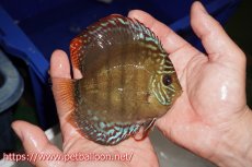 画像3: 【ディスカス】【通販】【超希少種 国産ブリード】ジャパニーズタンジェリンドリーム アッパーテフェロイヤルグリーン(wild ♂)×ラーゴパラコニブラッドレッドF2(breed ♀)【個体販売】12cm (生体)(籠谷氏ブリード個体) (3)