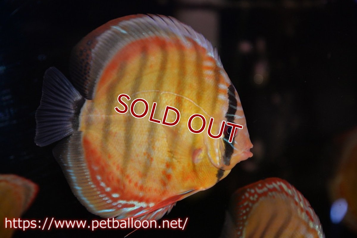 画像1: 【ディスカス】【通販】【超希少種 国産ブリード】ジャパニーズタンジェリンドリーム アッパーテフェロイヤルグリーン(wild ♂)×ラーゴパラコニブラッドレッドF2(breed ♀)【個体販売】12cm (生体)(籠谷氏ブリード個体) (1)