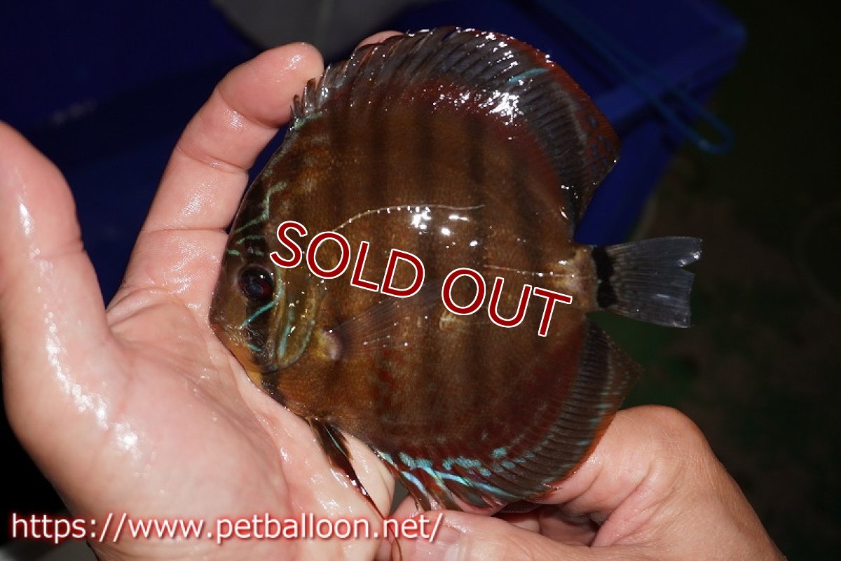 画像2: 【ディスカス】【通販】【超希少種 国産ブリード】ジャパニーズタンジェリンドリーム アッパーテフェロイヤルグリーン(wild ♂)×ラーゴパラコニブラッドレッドF2(breed ♀)【個体販売】12cm (生体)(籠谷氏ブリード個体) (2)