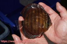 画像3: 【ディスカス】【通販】【超希少種 国産ブリード】ジャパニーズタンジェリンドリーム アッパーテフェロイヤルグリーン(wild ♂)×ラーゴパラコニブラッドレッドF2(breed ♀)【個体販売】12cm (生体)(籠谷氏ブリード個体) (3)