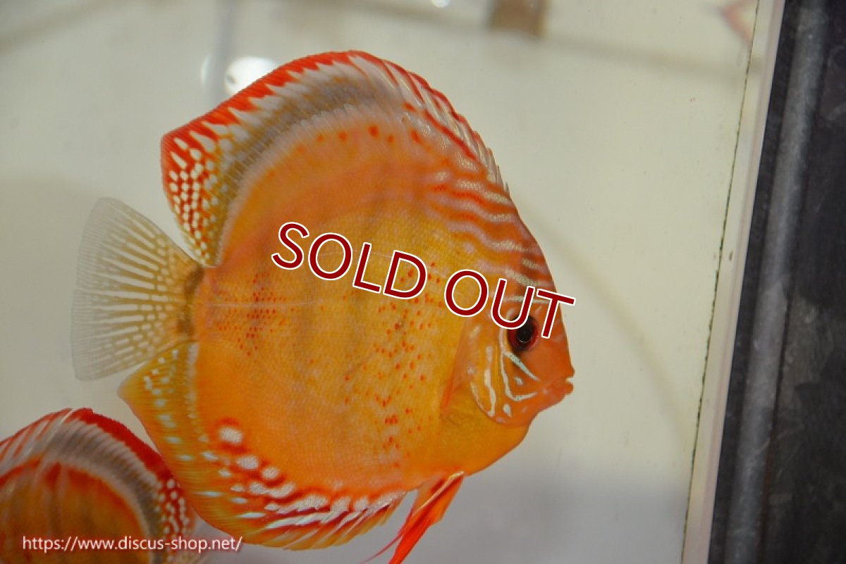 画像1: 【ディスカス】【通販】【超希少種　国産ブリード】ジャパニーズタンジェリンドリーム　アッパーテフェロイヤルグリーン(wild ♂)×ラーゴパラコニブラッドレッドF2(breed ♀)【個体販売】12cm （生体）（籠谷氏ブリード個体） (1)