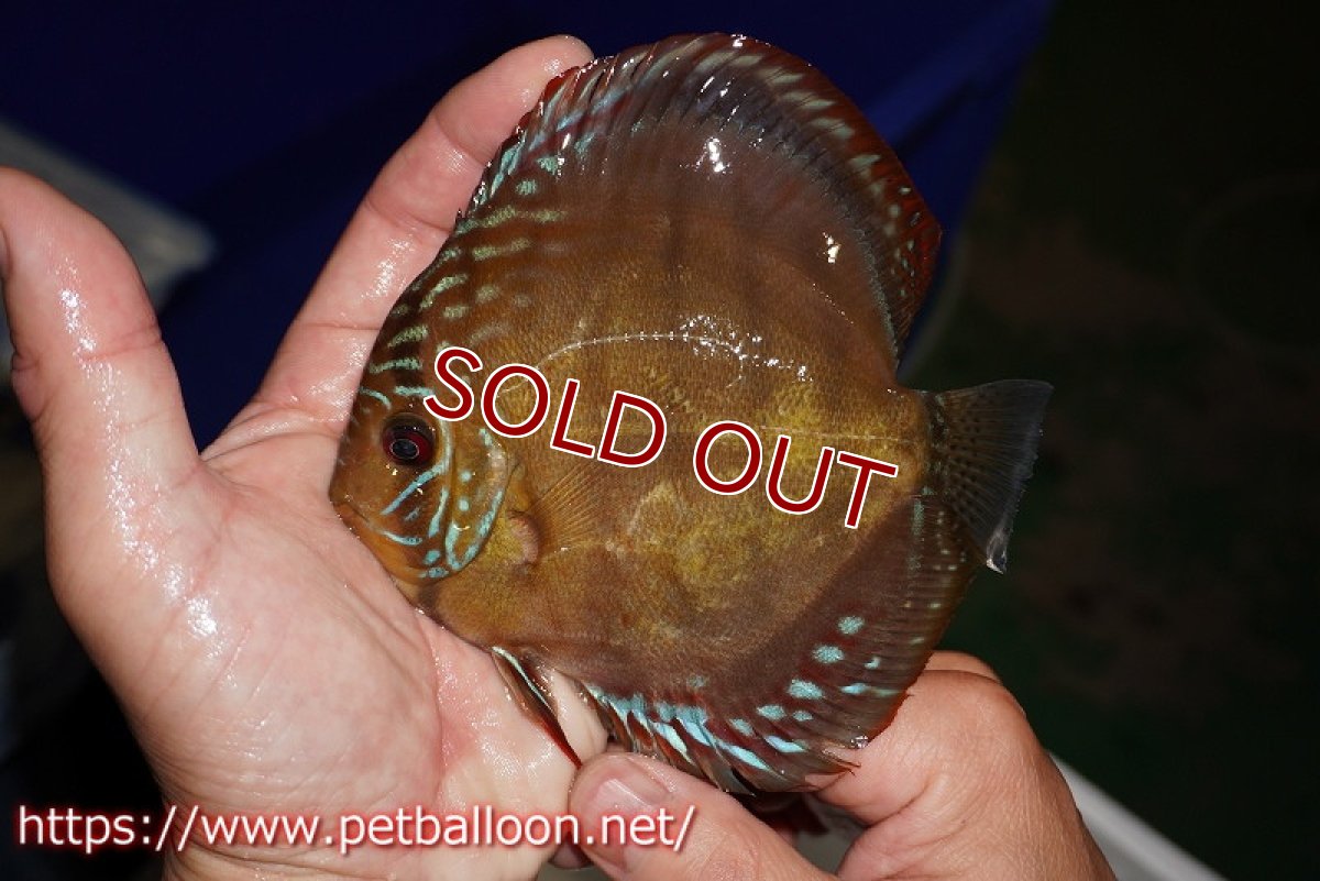 画像2: 【ディスカス】【通販】【超希少種　国産ブリード】ジャパニーズタンジェリンドリーム　アッパーテフェロイヤルグリーン(wild ♂)×ラーゴパラコニブラッドレッドF2(breed ♀)【個体販売】12cm （生体）（籠谷氏ブリード個体） (2)