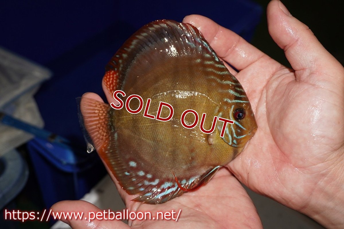 画像3: 【ディスカス】【通販】【超希少種　国産ブリード】ジャパニーズタンジェリンドリーム　アッパーテフェロイヤルグリーン(wild ♂)×ラーゴパラコニブラッドレッドF2(breed ♀)【個体販売】12cm （生体）（籠谷氏ブリード個体） (3)