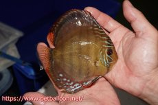 画像3: 【ウィンターセール クーポンご利用で更に10％OFF対象商品】【ディスカス】【通販】【超希少種　国産ブリード】ジャパニーズタンジェリンドリーム　アッパーテフェロイヤルグリーン(wild ♂)×ラーゴパラコニブラッドレッドF2(breed ♀)【個体販売】12cm （生体）（籠谷氏ブリード個体） (3)