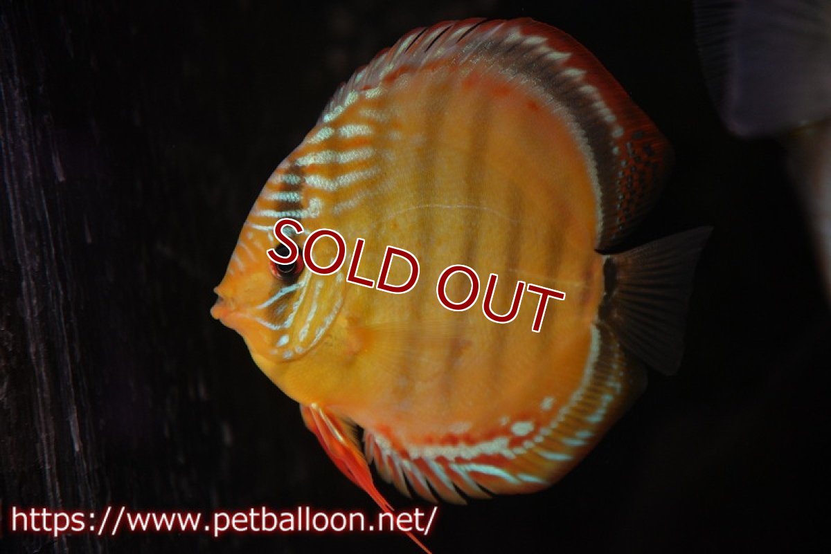 画像1: 【ディスカス】【通販】【超希少種　国産ブリード】ジャパニーズタンジェリンドリーム　アッパーテフェロイヤルグリーン(wild ♂)×ラーゴパラコニブラッドレッドF2(breed ♀)【個体販売】12cm （生体）（籠谷氏ブリード個体） (1)