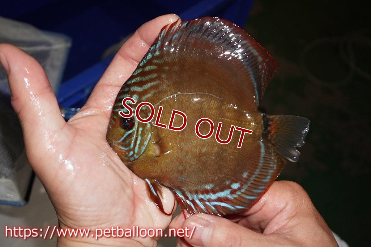 画像2: 【ディスカス】【通販】【超希少種　国産ブリード】ジャパニーズタンジェリンドリーム　アッパーテフェロイヤルグリーン(wild ♂)×ラーゴパラコニブラッドレッドF2(breed ♀)【個体販売】12cm （生体）（籠谷氏ブリード個体） (2)