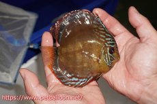 画像3: 【ディスカス】【通販】【超希少種　国産ブリード】ジャパニーズタンジェリンドリーム　アッパーテフェロイヤルグリーン(wild ♂)×ラーゴパラコニブラッドレッドF2(breed ♀)【個体販売】12cm （生体）（籠谷氏ブリード個体） (3)