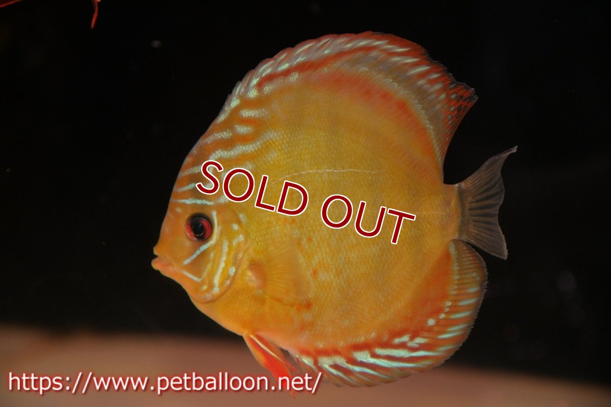 画像2: 【決算セール クーポンご利用で更に10％OFF対象商品】【ディスカス】【通販】【超希少種　国産ブリード】ジャパニーズタンジェリンドリーム　アッパーテフェロイヤルグリーン(wild ♂)×ラーゴパラコニブラッドレッドF2(breed ♀)【個体販売】12cm （生体）（籠谷氏ブリード個体） (2)