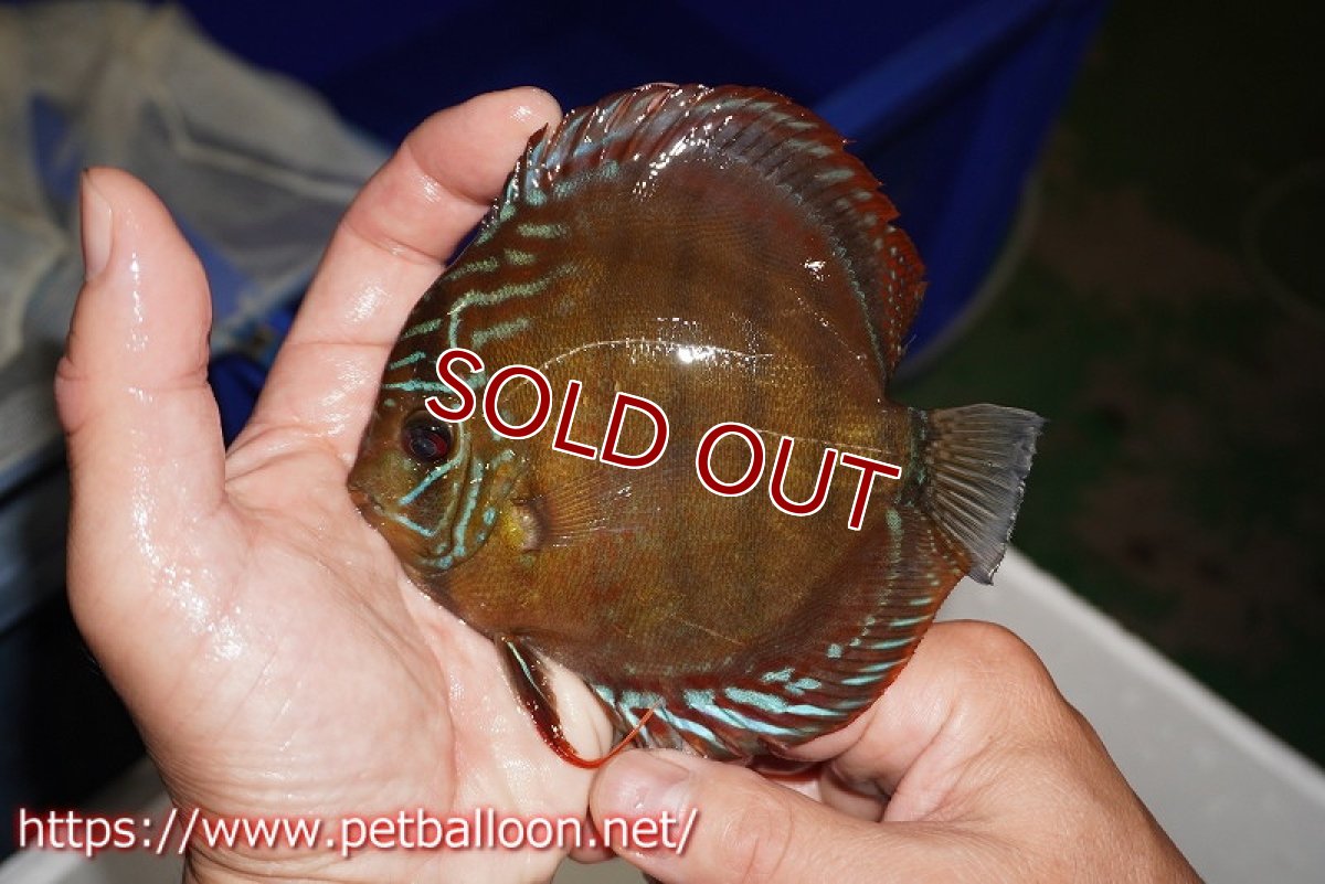 画像3: 【決算セール クーポンご利用で更に10％OFF対象商品】【ディスカス】【通販】【超希少種　国産ブリード】ジャパニーズタンジェリンドリーム　アッパーテフェロイヤルグリーン(wild ♂)×ラーゴパラコニブラッドレッドF2(breed ♀)【個体販売】12cm （生体）（籠谷氏ブリード個体） (3)