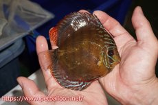 画像3: 【ディスカス】【通販】【超希少種 国産ブリード】ジャパニーズタンジェリンドリーム アッパーテフェロイヤルグリーン(wild ♂)×ラーゴパラコニブラッドレッドF2(breed ♀)【個体販売】12cm (生体)(籠谷氏ブリード個体) (3)