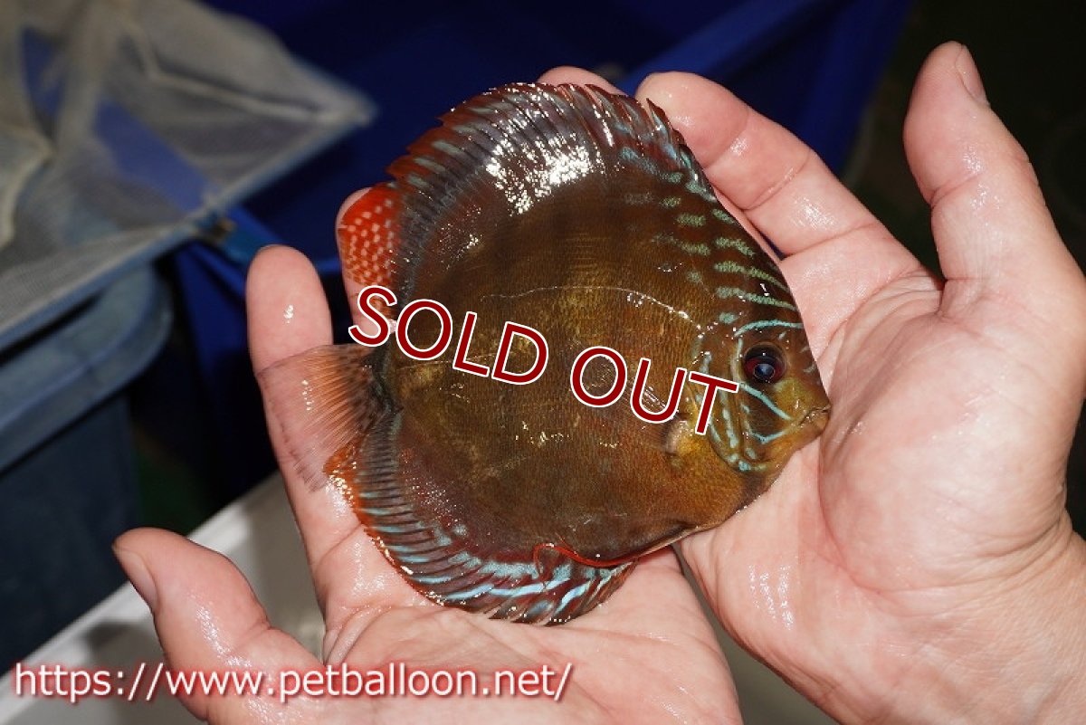 画像4: 【決算セール クーポンご利用で更に10％OFF対象商品】【ディスカス】【通販】【超希少種　国産ブリード】ジャパニーズタンジェリンドリーム　アッパーテフェロイヤルグリーン(wild ♂)×ラーゴパラコニブラッドレッドF2(breed ♀)【個体販売】12cm （生体）（籠谷氏ブリード個体） (4)