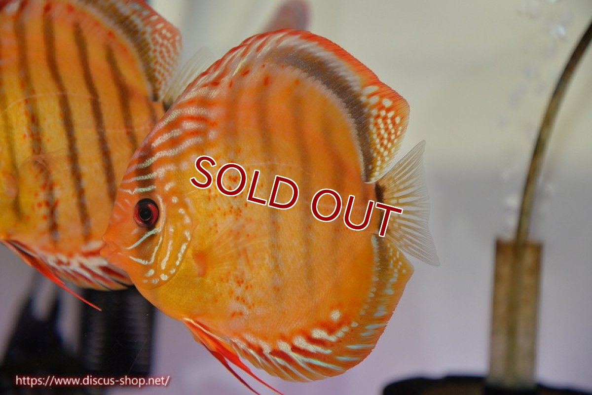 画像1: 【ディスカス】【通販】【超希少種　国産ブリード】ジャパニーズタンジェリンドリーム　アッパーテフェロイヤルグリーン(wild ♂)×ラーゴパラコニブラッドレッドF2(breed ♀)【個体販売】12cm （生体）（籠谷氏ブリード個体） (1)