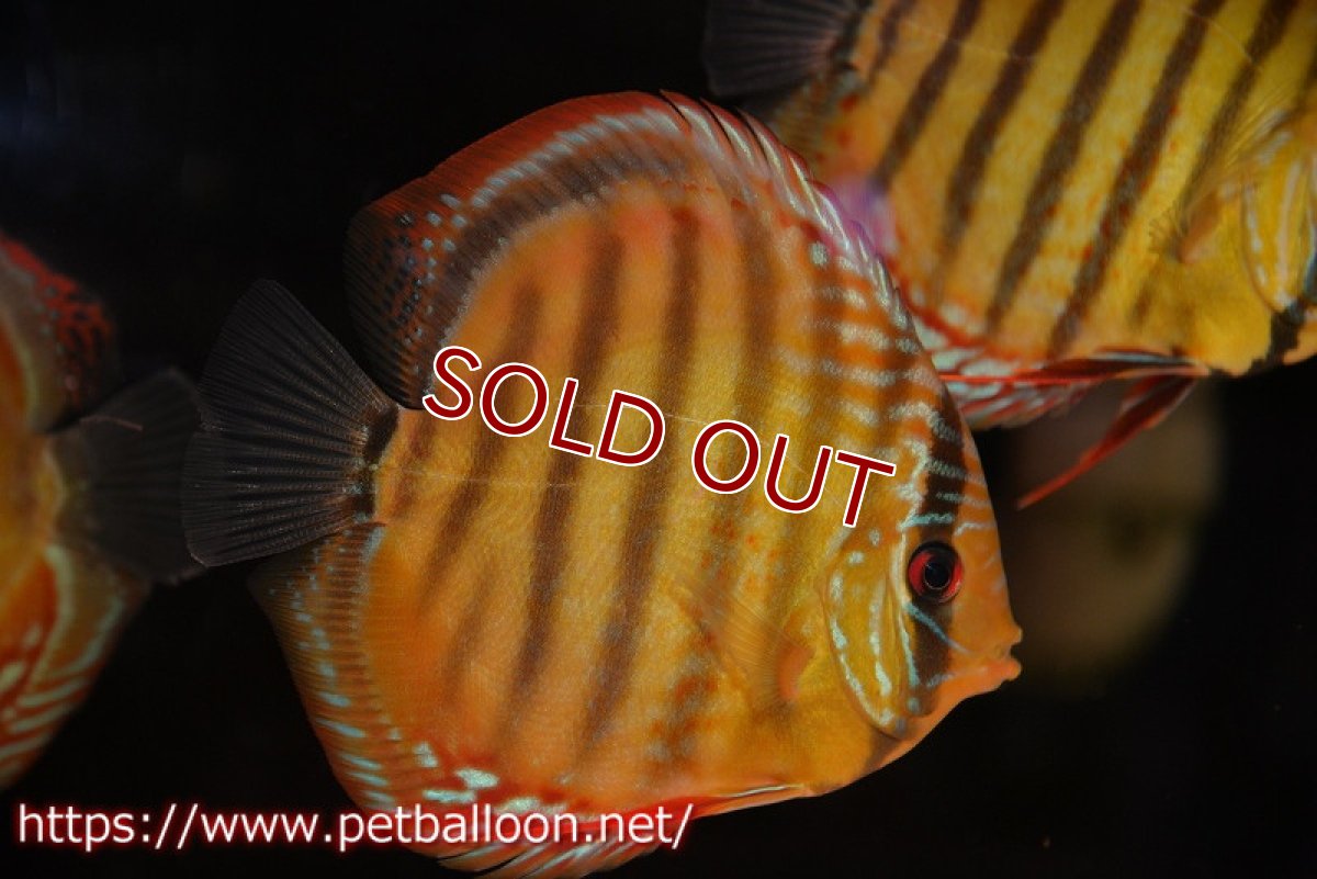 画像3: 【ディスカス】【通販】【超希少種　国産ブリード】ジャパニーズタンジェリンドリーム　アッパーテフェロイヤルグリーン(wild ♂)×ラーゴパラコニブラッドレッドF2(breed ♀)【個体販売】12cm （生体）（籠谷氏ブリード個体） (3)