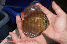 画像3: 【ディスカス】【通販】【超希少種　国産ブリード】ジャパニーズタンジェリンドリーム　アッパーテフェロイヤルグリーン(wild ♂)×ラーゴパラコニブラッドレッドF2(breed ♀)【個体販売】12cm （生体）（籠谷氏ブリード個体） (3)