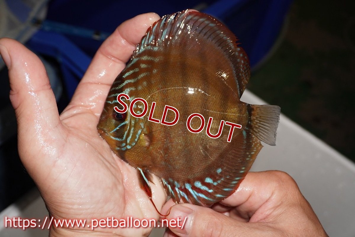 画像4: 【ディスカス】【通販】【超希少種　国産ブリード】ジャパニーズタンジェリンドリーム　アッパーテフェロイヤルグリーン(wild ♂)×ラーゴパラコニブラッドレッドF2(breed ♀)【個体販売】12cm （生体）（籠谷氏ブリード個体） (4)